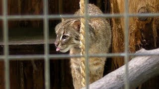 アムールヤマネコ「ユズキ」の食事（井の頭自然文化園）Leopard cat Feeding [upl. by Enilegna]