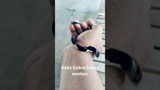 Beby kobrakobra sembur [upl. by Notsirt]