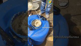 Unveiling the Secrets Papaya Milk Extraction Process Explained food viral shorts telugu india [upl. by Encrata18]