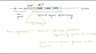 Unlocking Genetic Potential A Comprehensive Overview of CRISPRCas Technology [upl. by Rue398]