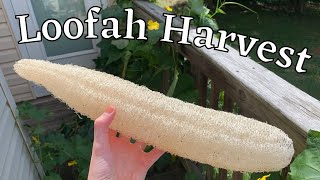 How I Harvest Loofah Sponges  Seed Saving  How to Grow Loofahs Part 5 [upl. by Katzman]