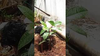 Planting Mangosteen Tree [upl. by Earb]