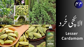 Elaichi Khurd الائچی خُرد  Lesser Cardamom uses and properties [upl. by Eima326]