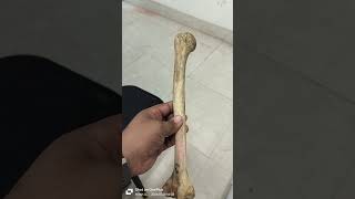 humerus medicalcollegelife neet mbbs mbbsdairies doctor mbbslove medicalstudent [upl. by Messing]