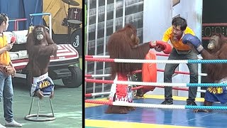 Orangutan Kickboxing  Orangutan Pulls Down Pants [upl. by Neils]