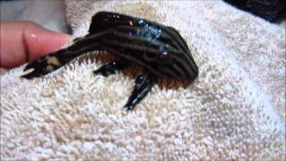 Pleco Care amp Info Hypostomus Plecostomus [upl. by Haneen640]