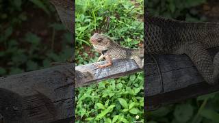 Tree Lizard waiting for food shorts reptile [upl. by Silber]