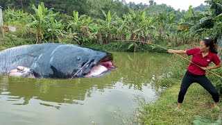 How to catch big fish in pond harvest more bananas to sell at the market my daily life [upl. by Fitzger]