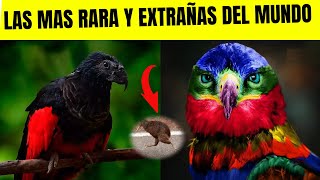 LAS 10 AVES MAS RARAS Y EXTRAÑAS DEL MUNDO [upl. by Nosreme]