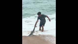 Flagler beach  lemon shark release [upl. by Analrahc612]