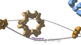 DNA Replication [upl. by Anawed977]