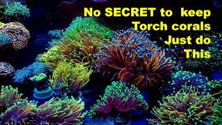 Torch Coral Care Tips How to take care of euphyllia coral [upl. by Llerreg]