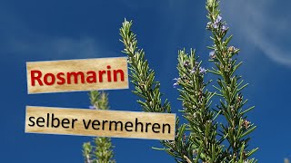 Rosmarin vermehren über Stecklinge [upl. by Bertelli]