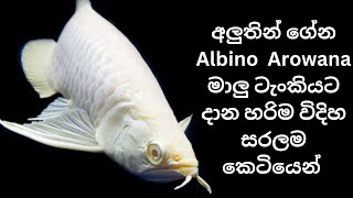 How to add Arowana fish to tank correctly sinhala  ඇරවානාව ටැංකියට දාන හරිම විදිහ  Arowana fish [upl. by Kylah]