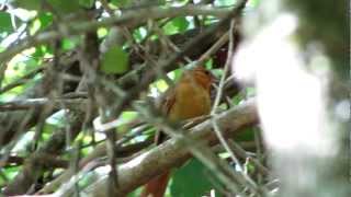 Limpa folha do brejo Syndactyla dimidiata Russetmantled Foliagegleaner [upl. by Aisined834]