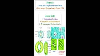 Stomata and Guard Cells Definition geneticteacher [upl. by Aehs]