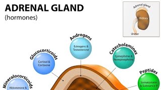 Adrenal Gland Endocrine SystemZona glumerulusa Aldosterone Hormones Synthesis Target cells [upl. by Rednirah417]