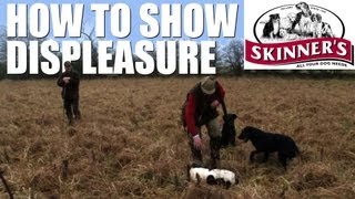 Gundog training tips  how to show displeasure [upl. by Nytsirc147]