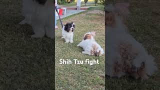 Shih Tzu fight [upl. by Wilsey]