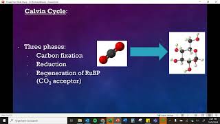 Calvin Cycle [upl. by Earleen]