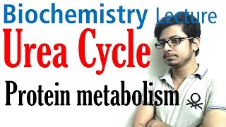 Urea cycle [upl. by Notsla]