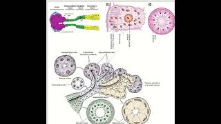 Salivary gland I Serous vs Mucous acini and duct [upl. by Ahseiyn]