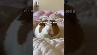 Guinea pig version foryou cute guineapig funny [upl. by Aitnwahs449]