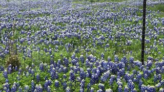 Texas Bluebonnets [upl. by Neyut457]