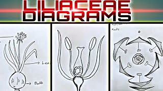 How to draw LILIACEAE Diagrams useful for practical exams [upl. by Nongim]