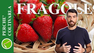 FRAGOLE SEMPRE PRONTE CON IL GIARDINO VERTICALE  TUTORIAL FACILE ORTO SUL BALCONE DI BENEDETTA [upl. by Andromeda]