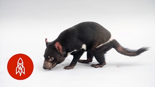 This Tasmanian Devil Is No Looney Tunes Character [upl. by Angle]