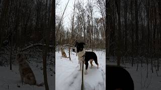 BONES • Winter Watch Stump • DOG PACK [upl. by Millard]