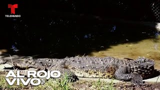 Cocodrilo de 10 pies vivía como la mascota de una familia en Colombia [upl. by Aicilif]