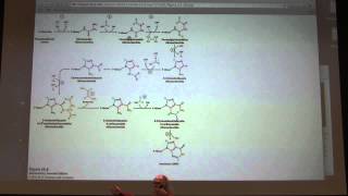 39 Kevin Aherns Biochemistry  Nucleotide Metabolism II [upl. by Airednaxela]