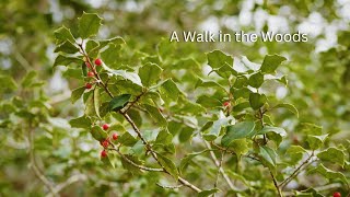 Walk in the Woods  A Cinematic Nature Film [upl. by Aneeram]