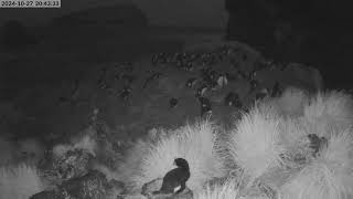 TawakiCam  Erectcrested penguins in Anchorage Bay Antipodes Island [upl. by Egroj]