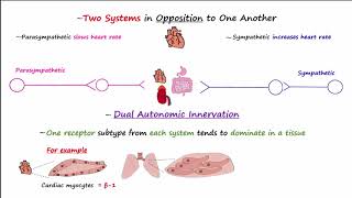 Autonomic Nervous System [upl. by Amatruda301]