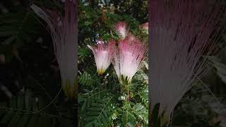 CALLIANDRA flors floweringplant flowers flor flowergarden [upl. by Petua350]