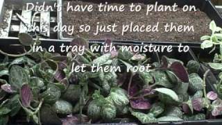 How to Propagate Make Cuttings amp Plant Plectranthus Emerald Lace Houseplant [upl. by Thorvald321]