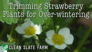 Trimming strawberry plants for over wintering [upl. by Monti272]