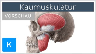 Kaumuskulatur Vorschau  Ansatz Ursprung Innerveration und Funktion  Kenhub [upl. by Esinyt]