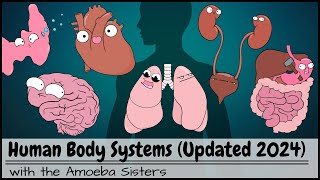 Human Body Systems Overview Updated 2024 [upl. by Corty669]