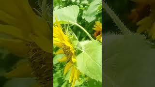 bees butterflies and sunflowers in the garden 5 minutes in the garden ASMR nature shorts [upl. by Oiratno]