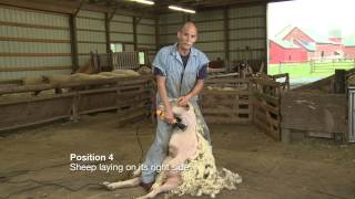 Sheep Shearing Penn State Extension [upl. by Surad]