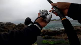 Aggressive Barakuda Frenzy  Fishing off the rocks  Shimano Saragosa 6000  Tripple Cross rod [upl. by Ydoj164]