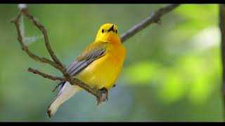 Prothonotary warbler singing  Protonotaria citrea [upl. by Sumer994]