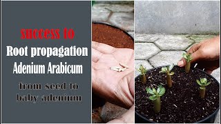 Root propagation adenium arabicum seeds Eps1  GreenOnGreenTV [upl. by Harland]