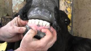 Estimating Cattle Age by Dentition [upl. by Levine]