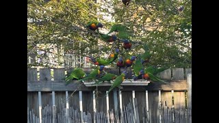 Lorikeet feeding Gold Coast [upl. by Asus]