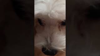 🥰🥰 fypyoutube pupppy pets doglover shortvideo fyp [upl. by Otrebile]